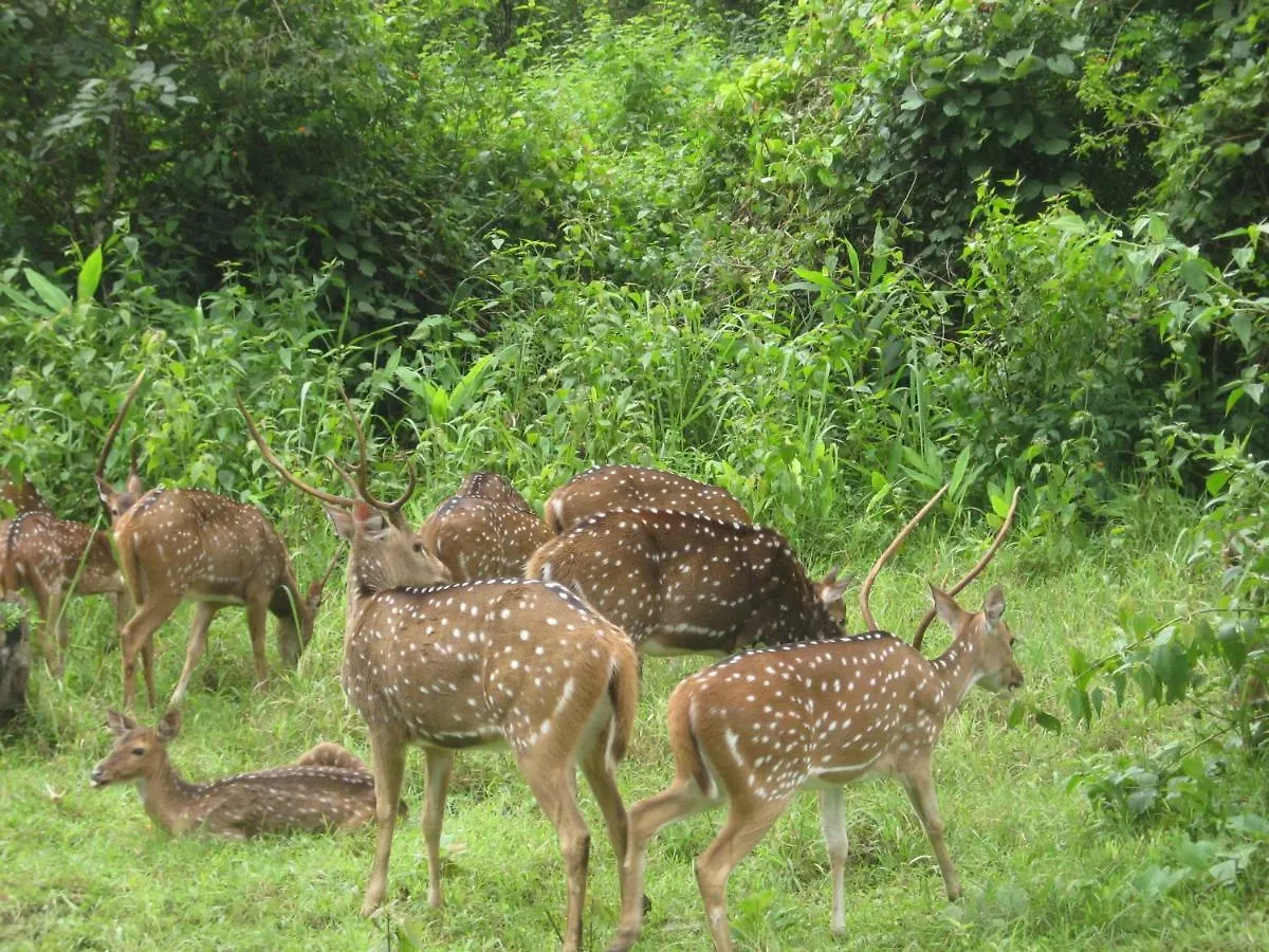 Villa Wayanad Elephant Valley Pulpally