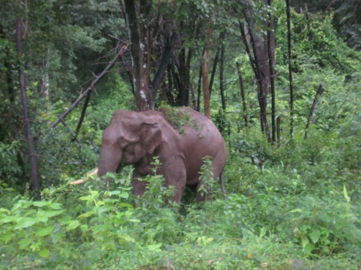 别墅 Wayanad Elephant Valley Pulpally